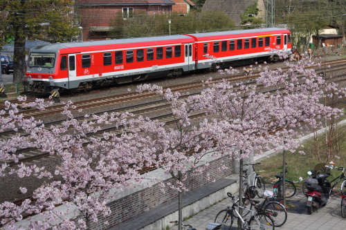 heidebahnblute
