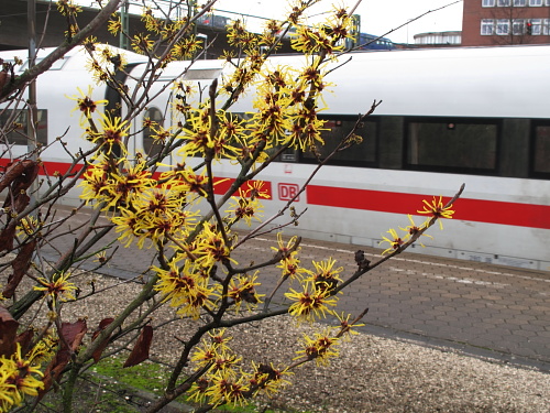 fruhling1