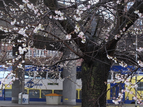 fruhling3